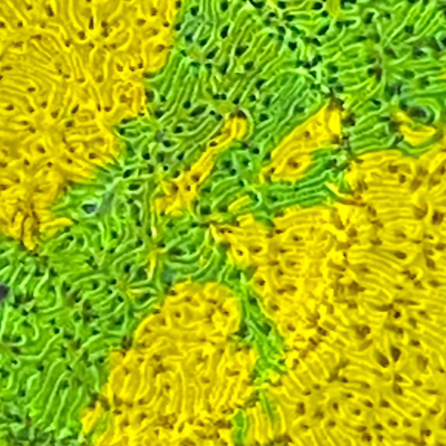 Ecto Cooler Lithophyllon