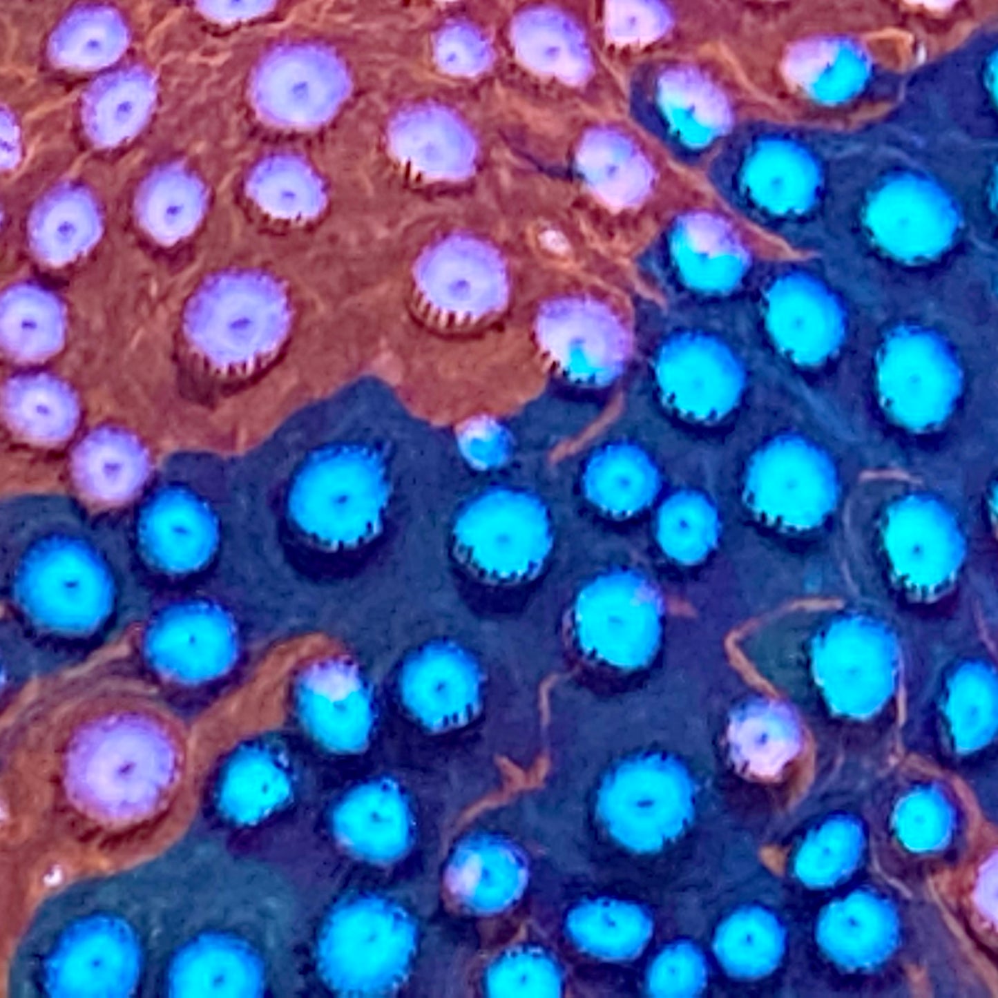 Fender Bender Cyphastrea