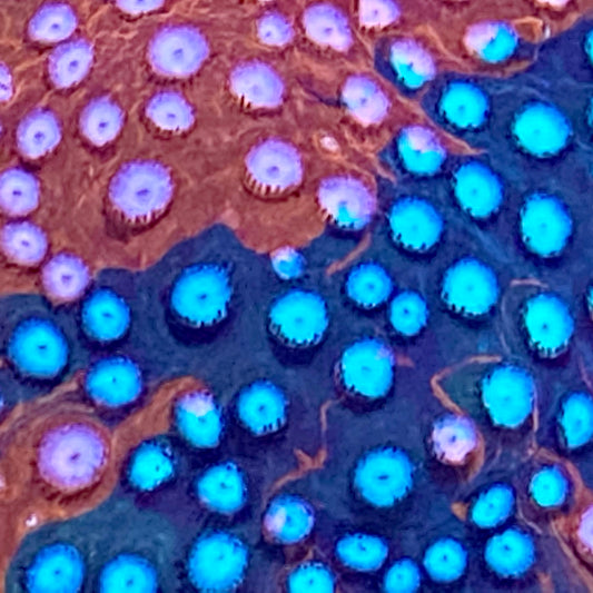 Fender Bender Cyphastrea