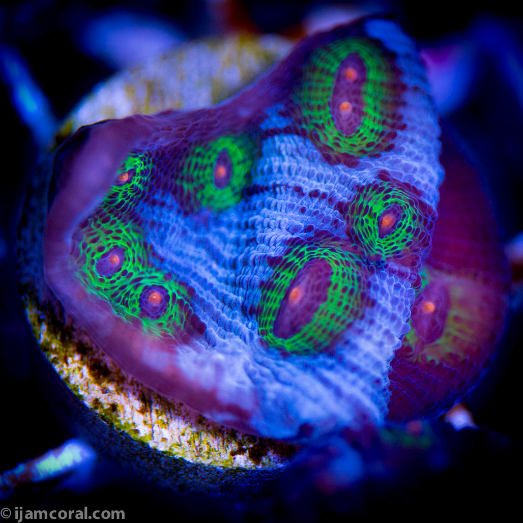 Avatar Chalice
