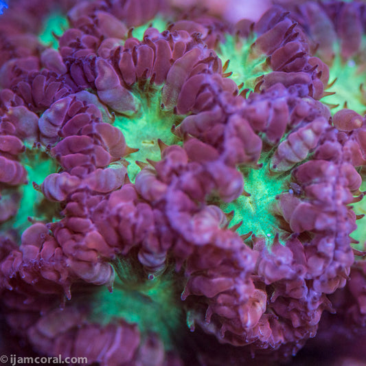 Blastomussa Merletti