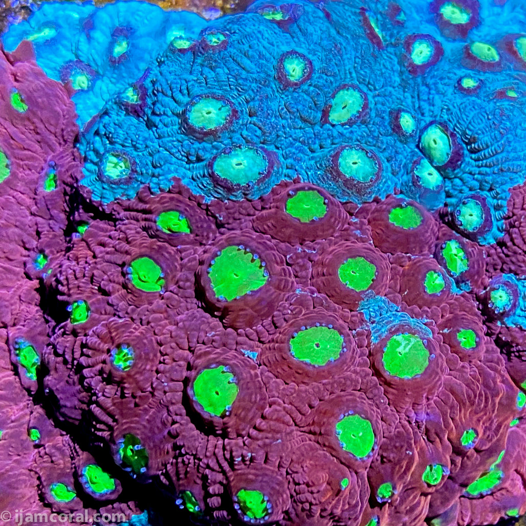 Bloody Seas Grafted Favities