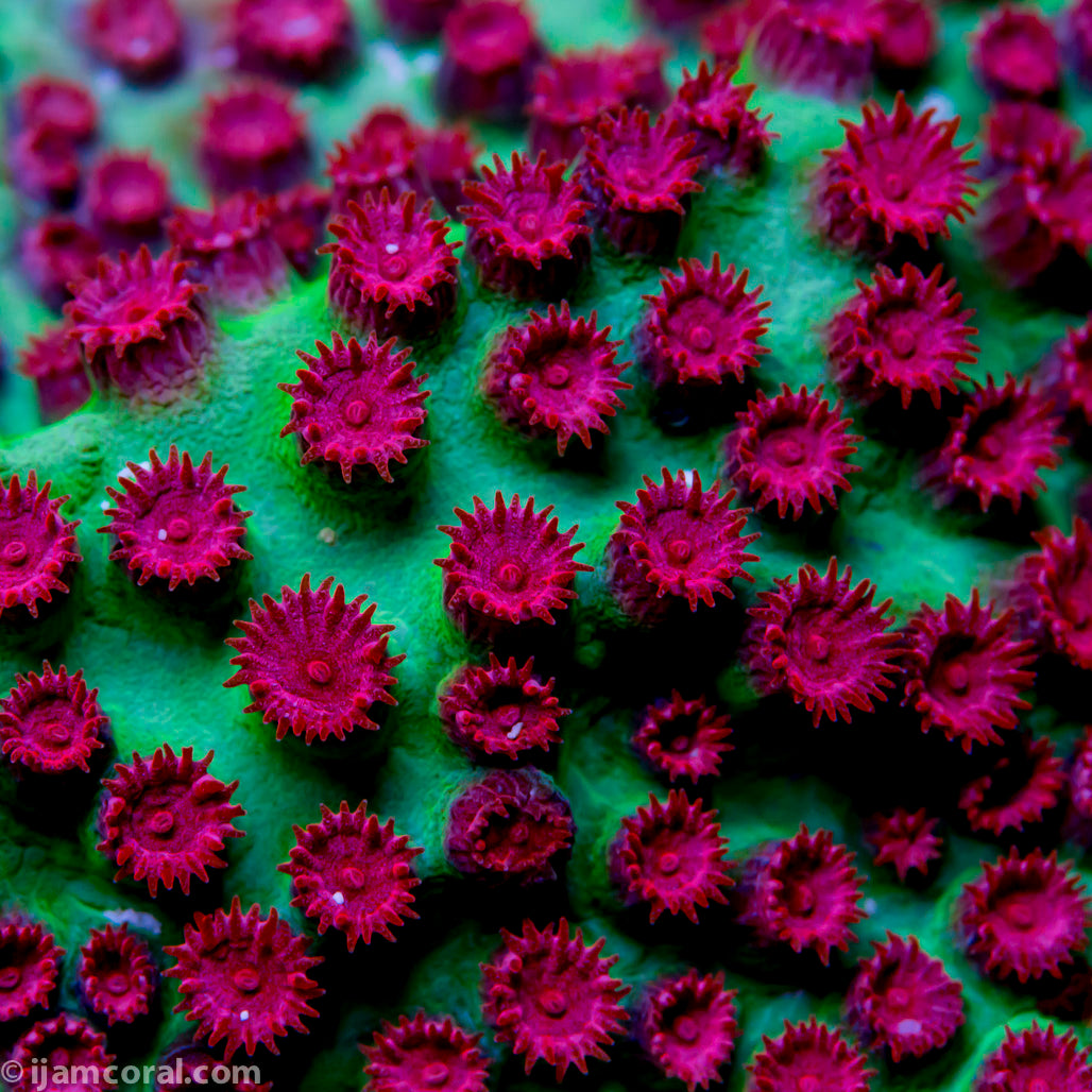 Alien Pox Cyphastrea