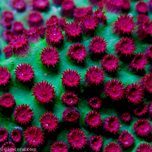 Alien Pox Cyphastrea