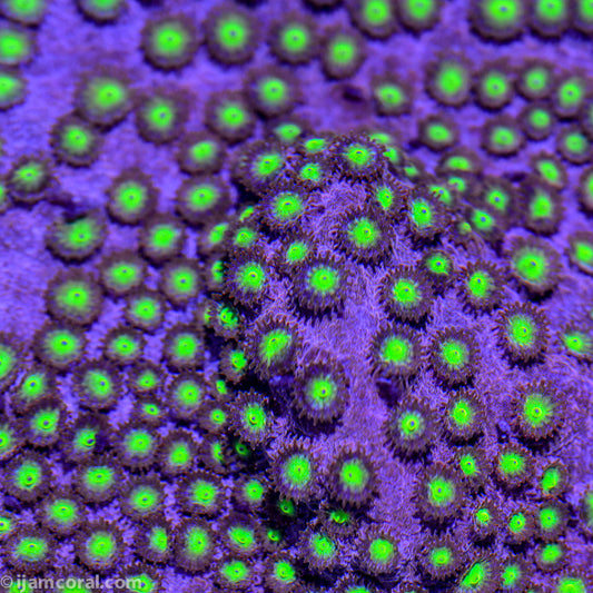Bling Bling Cyphastrea