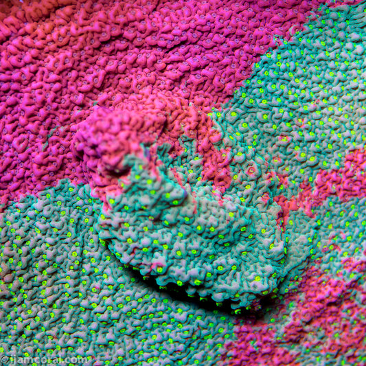 Grafted Sun Montipora