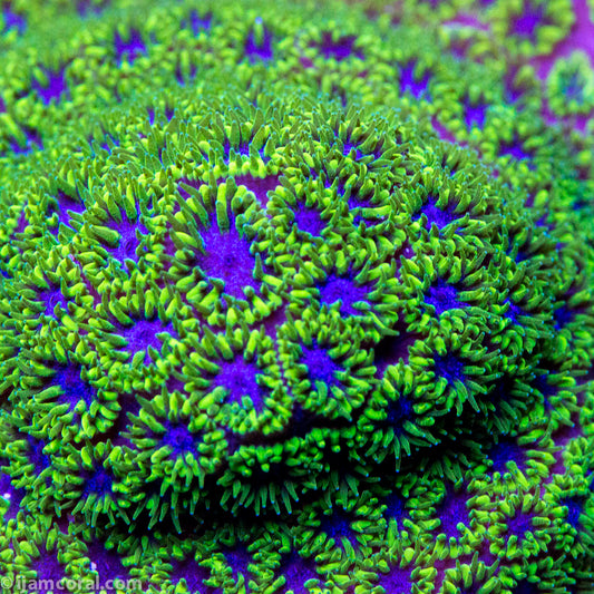 Dizzy Devil Leptastrea