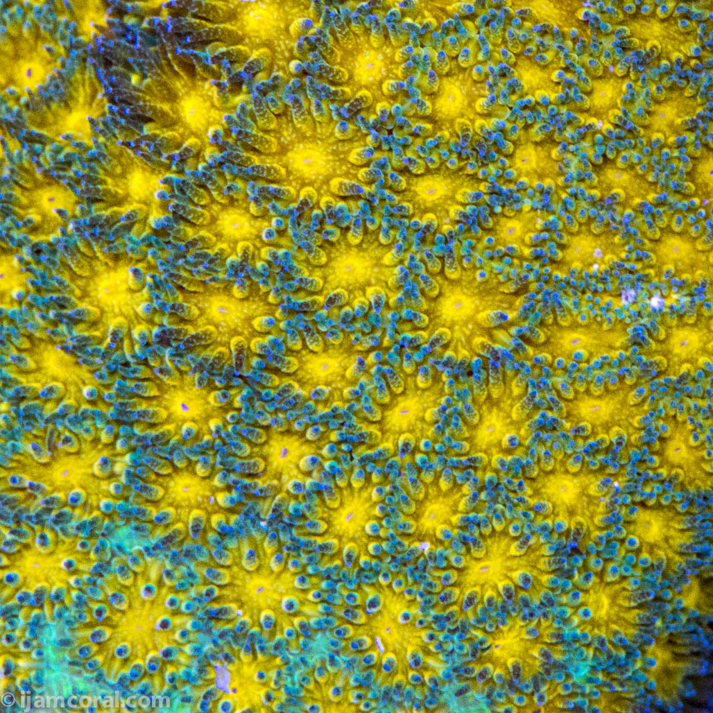 John Deere Leptastrea