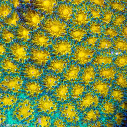 John Deere Leptastrea