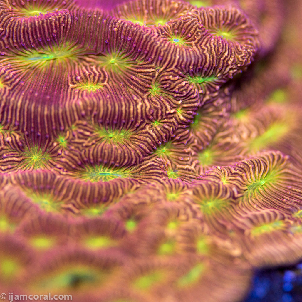 Jackolantern Leptoseris