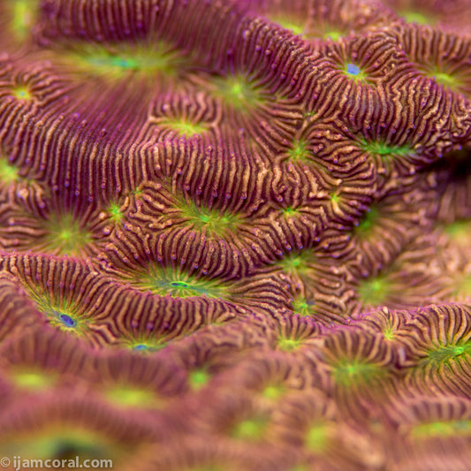 Jackolantern Leptoseris