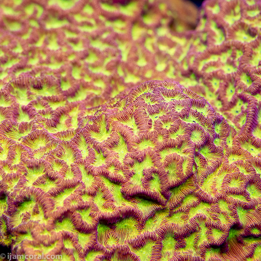 Lethal Leptoseris