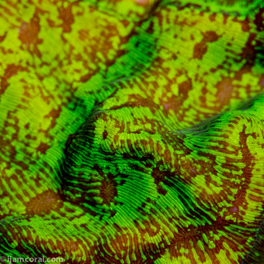 Snakeskin Leptoseris