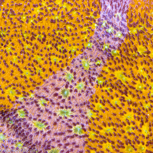 Split Decision Lithophyllon