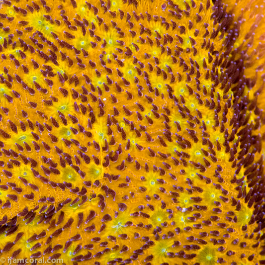 Pumpkin Patch Lithophyllon