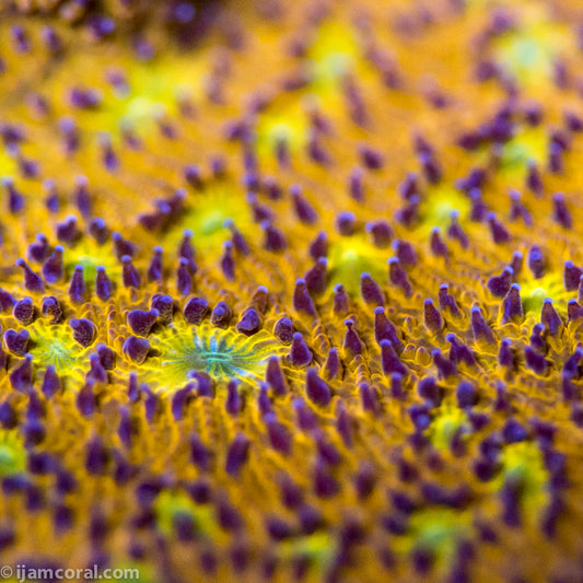 Pumpkin Patch Lithophyllon