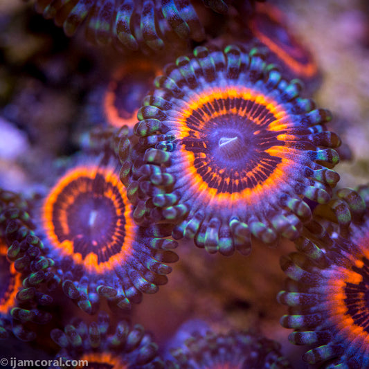 Devils Armor Palythoa