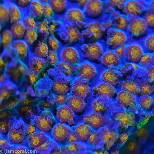 Party Crasher Cyphastrea