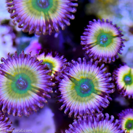 Rainbow Infusion Palythoa