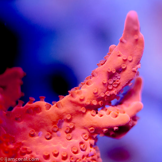 Red Hot Montipora Setosa
