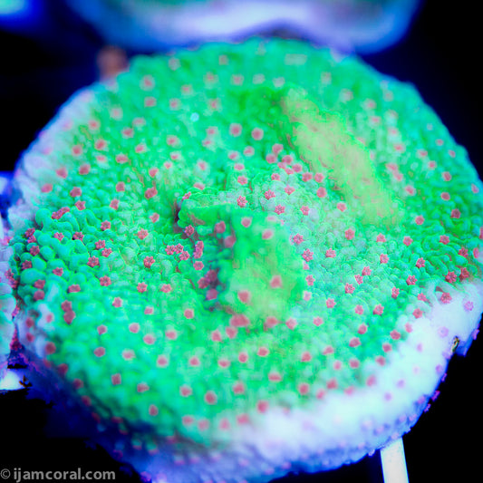 Seasons Greetings Montipora