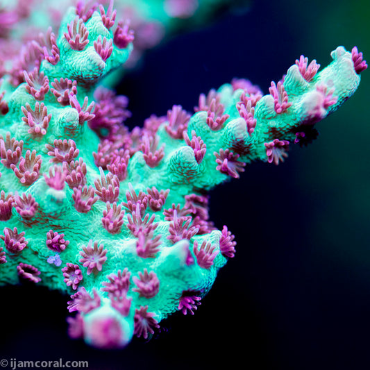 Strawberry Shortcake Acropora