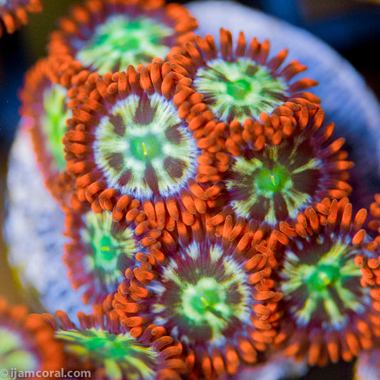 Firewheel Zoanthids