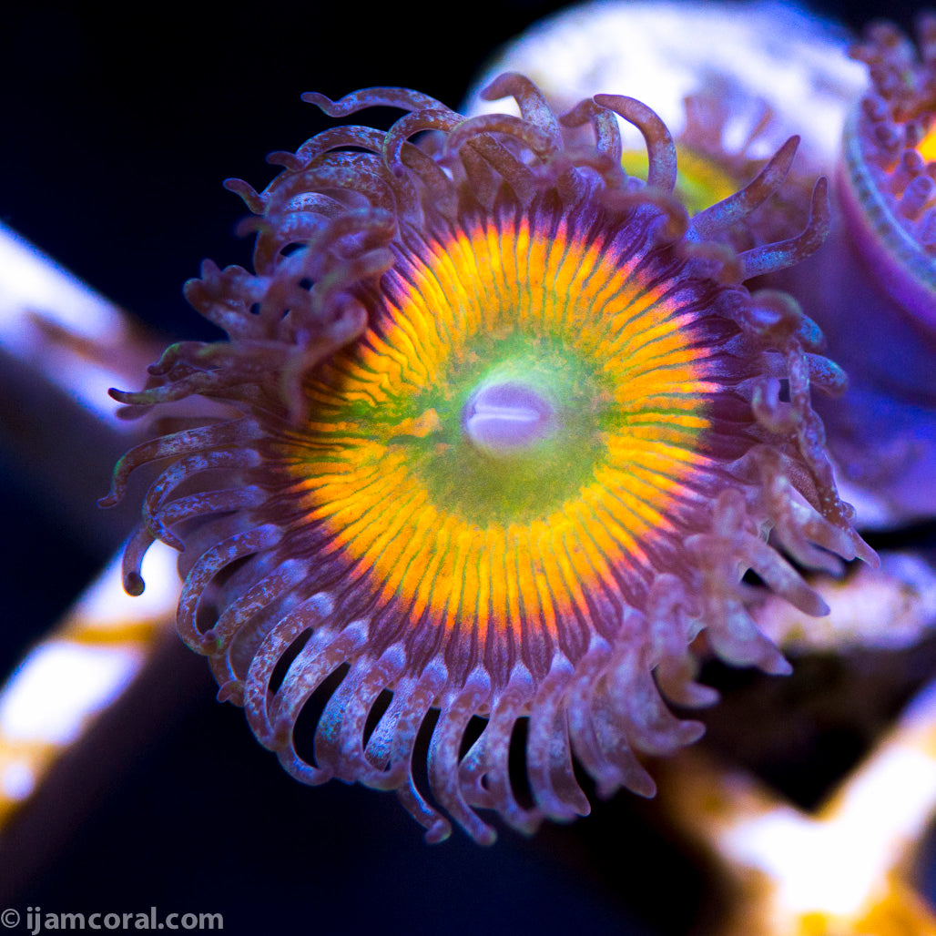 Insane Rainbow Zoanthids