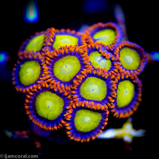 Mandarin Zoanthids