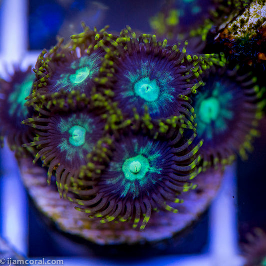 Teal Wheel Zoanthids