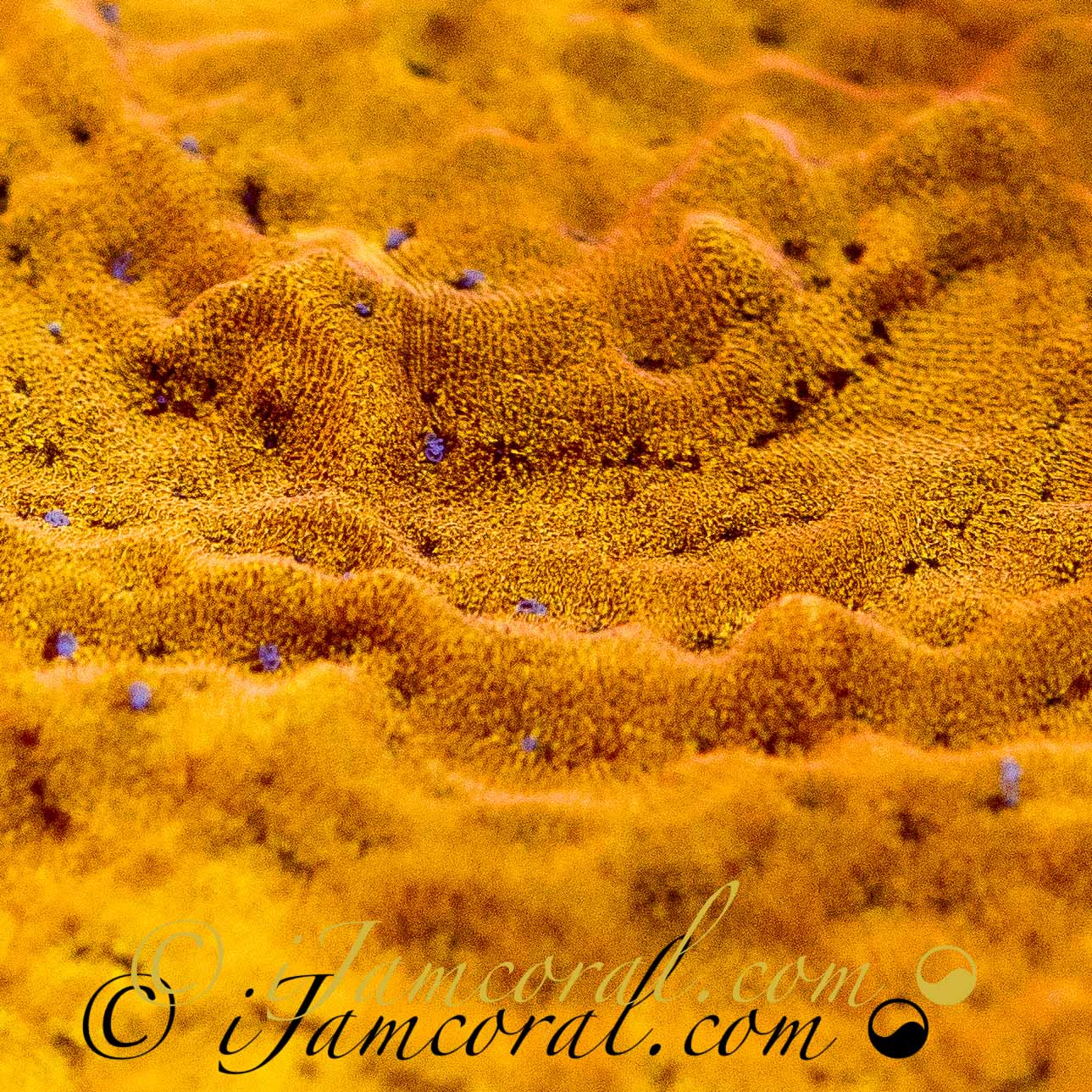 Alien Pox Cyphastrea ijamcorals
