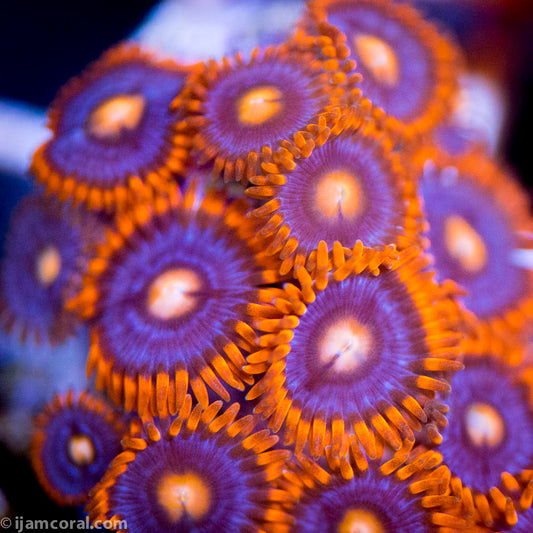 Cheeky Clementines Zoanthids