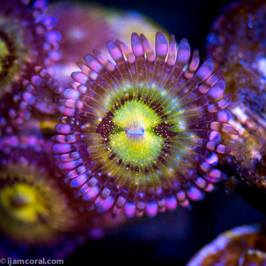 Cry Baby Zoanthid